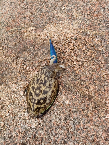 コウイカの釣果