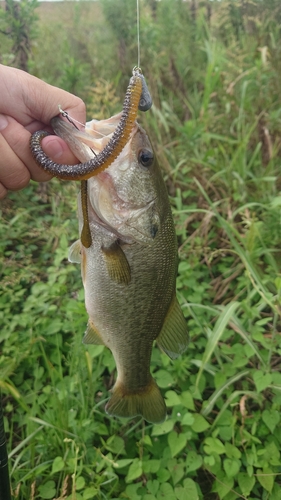 ブラックバスの釣果