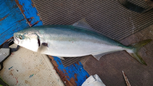 イナダの釣果