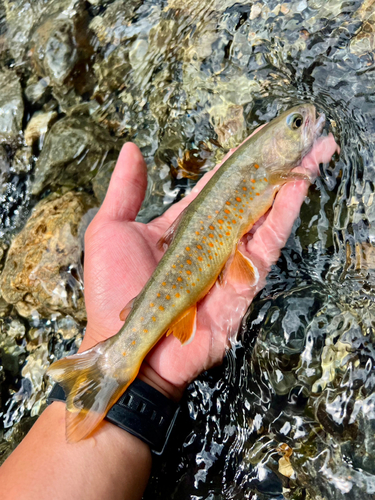 ヤマトイワナの釣果