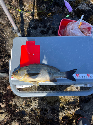 イサキの釣果