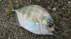 釣果