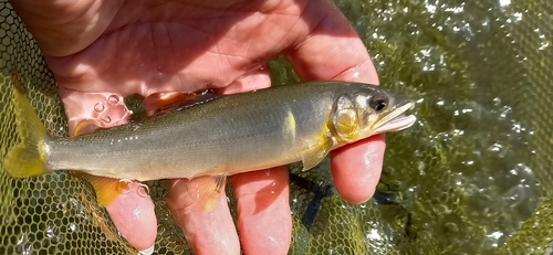 アユの釣果