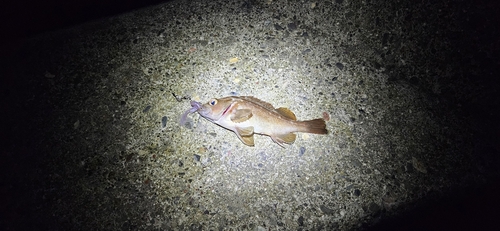 エゾメバルの釣果