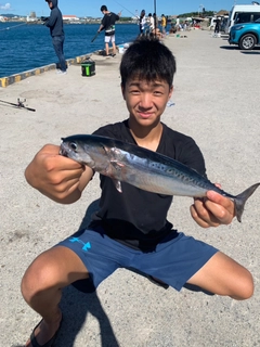 ソウダガツオの釣果