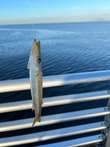 カマスの釣果