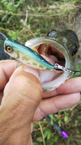 ラージマウスバスの釣果