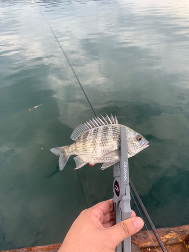 チヌの釣果