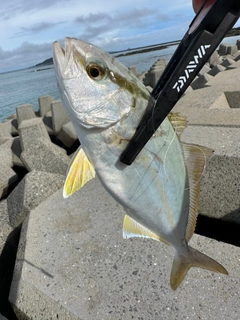 カンパチの釣果