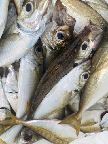 アジの釣果