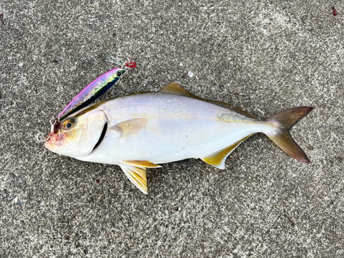 シオの釣果