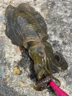 アオリイカの釣果