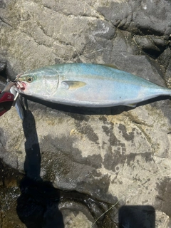 ワカシの釣果