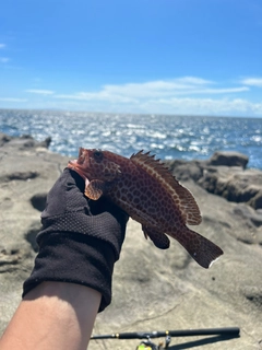 オオモンハタの釣果