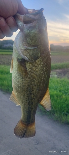 ブラックバスの釣果