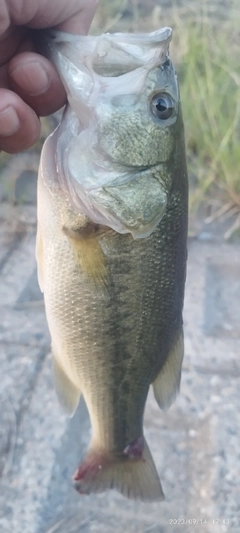 ブラックバスの釣果