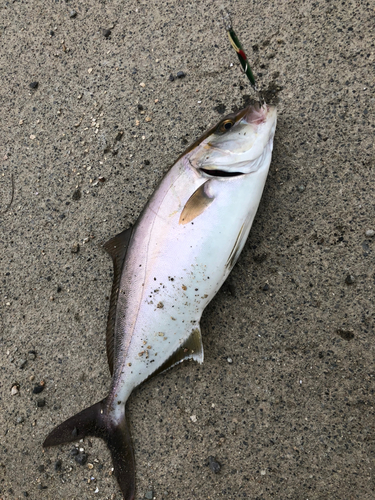 カンパチの釣果