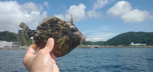 カワハギの釣果