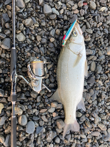 スズキの釣果