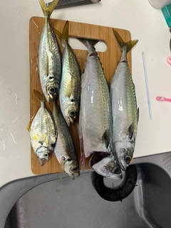 サバの釣果