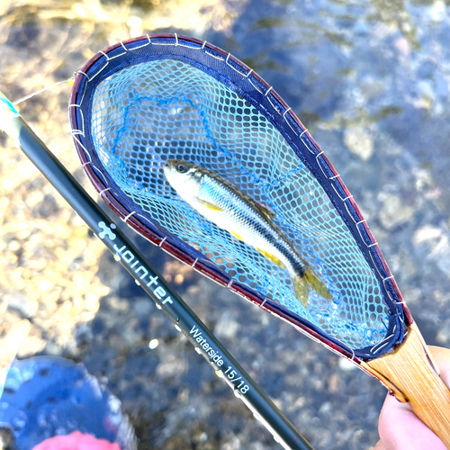 カワムツの釣果