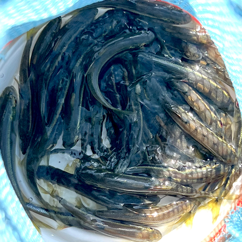 カワムツの釣果