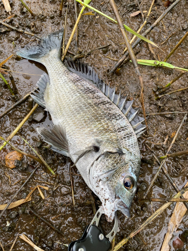 チヌの釣果