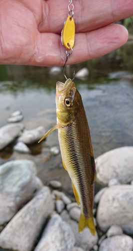 カワムツの釣果