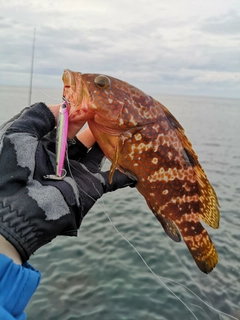 アコウの釣果