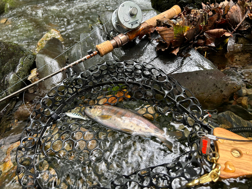 ヤマメの釣果