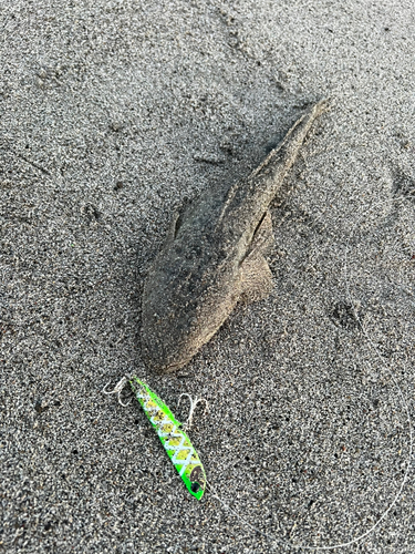 マゴチの釣果