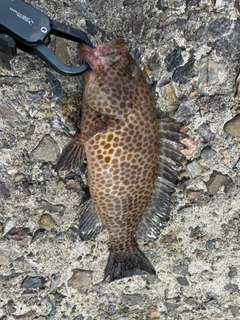 オオモンハタの釣果