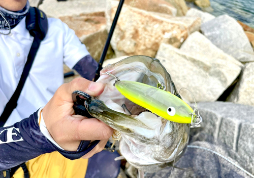 シーバスの釣果