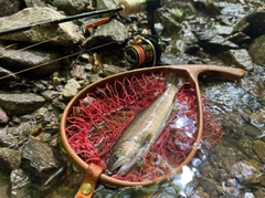 ヤマトイワナの釣果