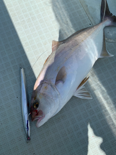 シオの釣果