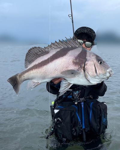 コショウダイの釣果