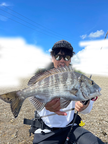 チヌの釣果