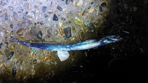 タチウオの釣果