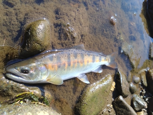 ヤマメの釣果