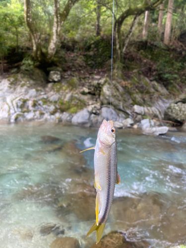 カワムツの釣果