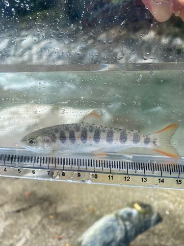 アマゴの釣果