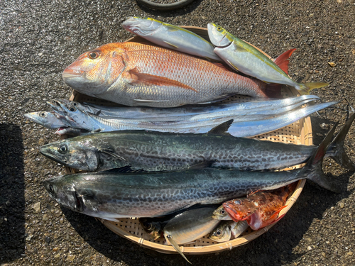 マダイの釣果