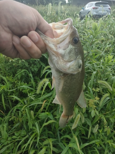 ブラックバスの釣果