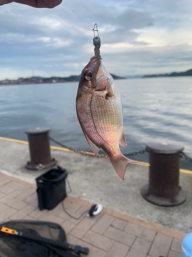 タイの釣果