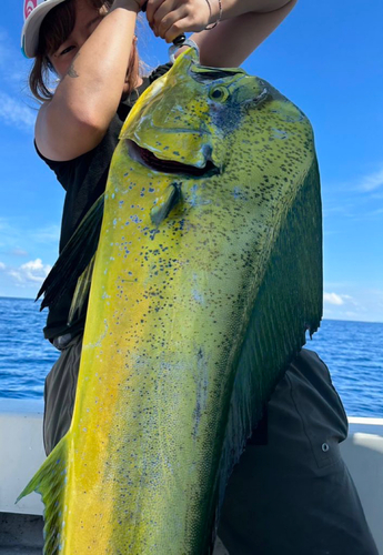 シイラの釣果