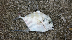 イトヒキアジの釣果