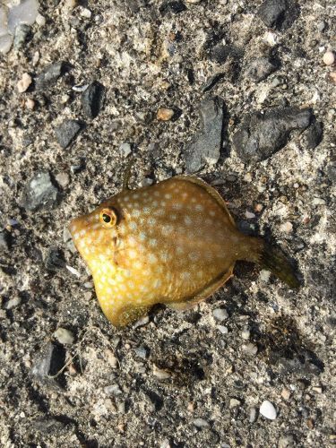 カワハギの釣果