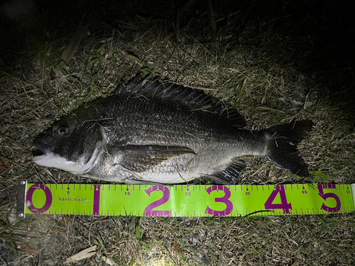 クロダイの釣果