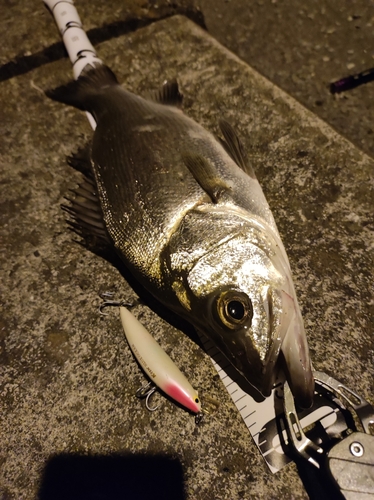 シーバスの釣果