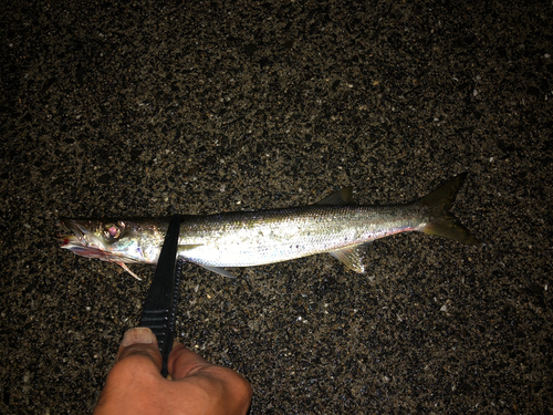 アカカマスの釣果